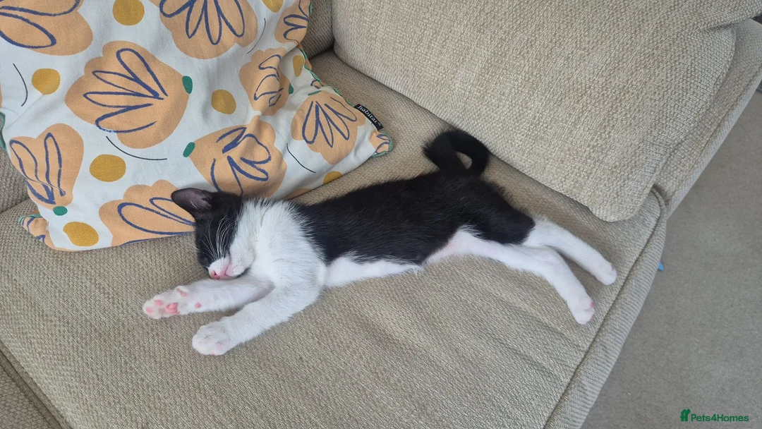 Mixed Breed cats for sale: Beautiful black and white male kitten - Advert 1