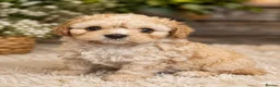 Cavachon dogs for sale: ✨️LAST STUNNING H/TESTED CREAM F1 CAVACHON BITCH✨️ - Advert 7