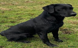 Labrador Retriever dogs for sale: FULLY HEALTH TESTED PARENTS,Smart,Tidy Lab Puppies - Image 17
