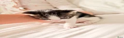 Mixed Breed cats for sale: Beautiful mixed tabby kittens  - Advert 4