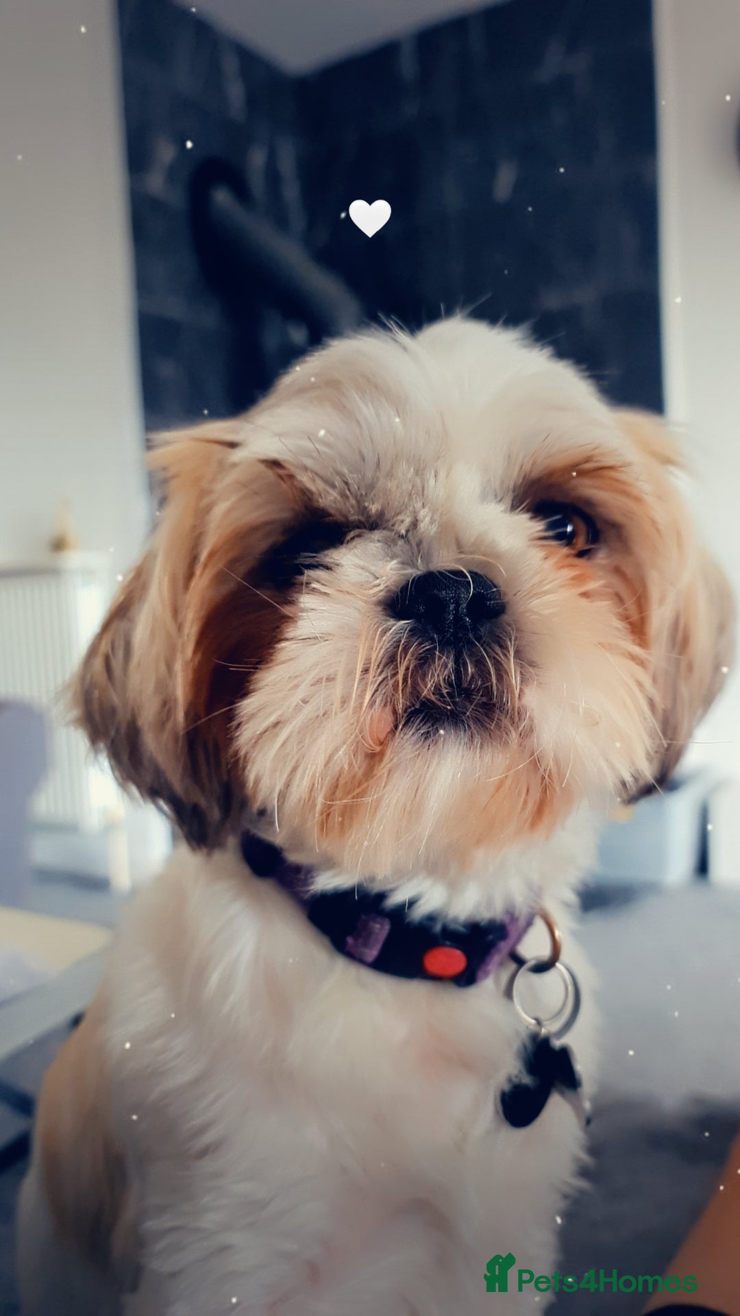 Shih Tzu dogs 2 x Shih Tzu puppies ready now - Advert 1