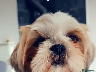 Shih Tzu dogs 2 x Shih Tzu puppies ready now - Advert 1