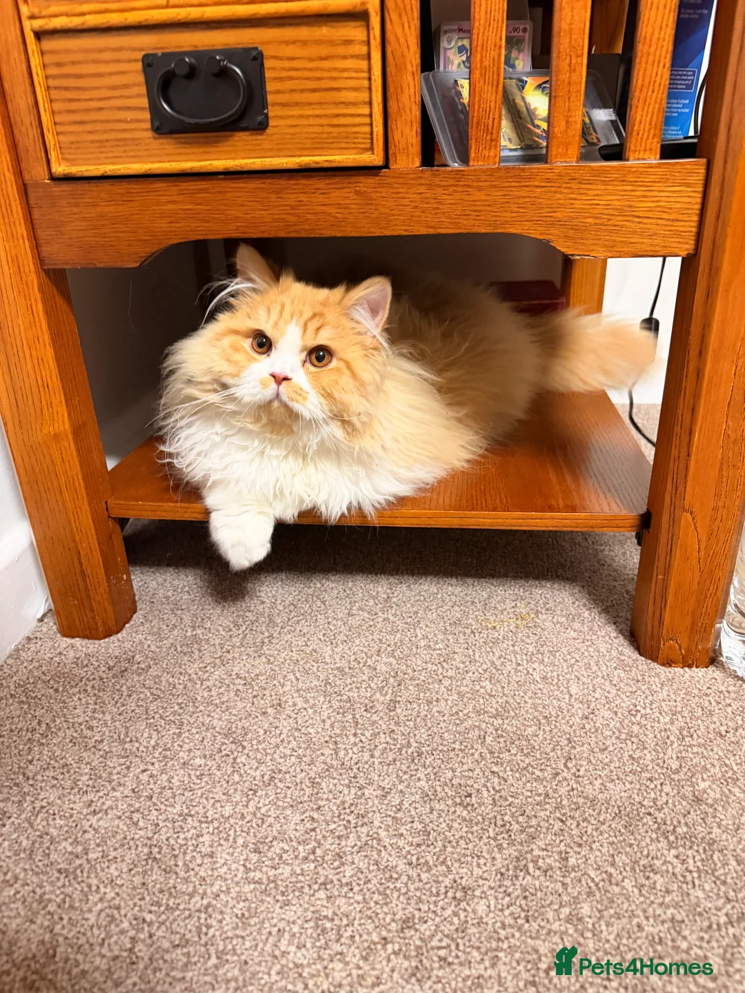 Brazilian Shorthair cats for sale: Beautiful Pedigree British Longhair Kitten - Advert 5