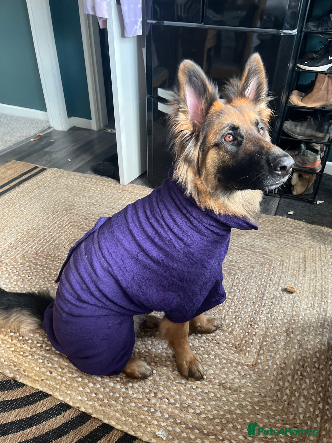German Shepherd dogs for sale: German shepherd female  - Image 5
