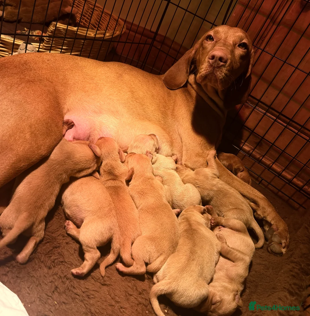 Hungarian Vizsla dogs for sale: *SHOW QUALITY PUPPY*CHAMPION BRED PUPPIES - Advert 7