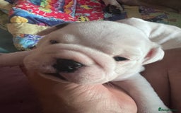 English Bulldog dogs for sale: 4 KC English Bulldog Puppies  - Image 15
