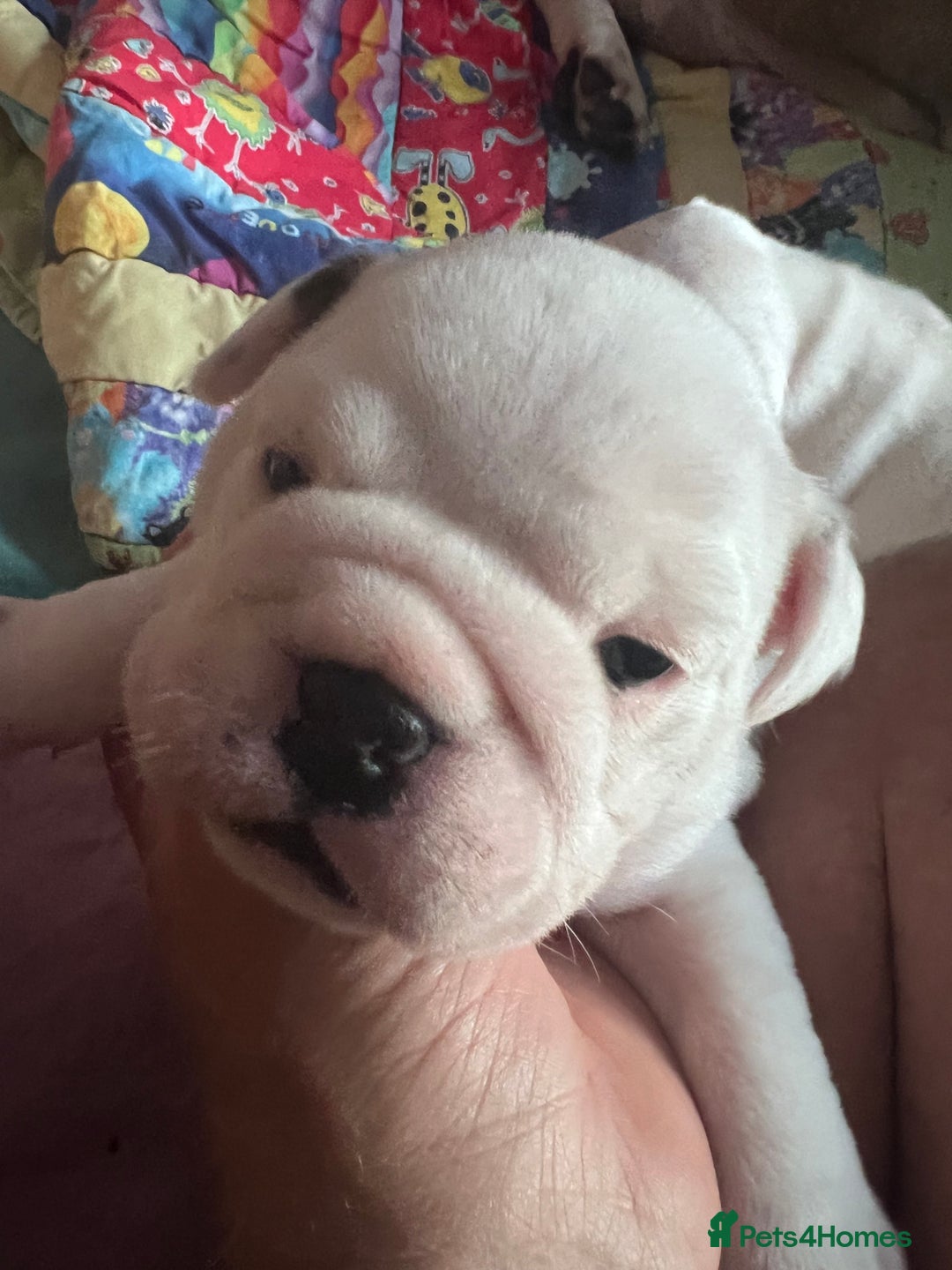 English Bulldog dogs for sale: 4 KC English Bulldog Puppies  - Image 15