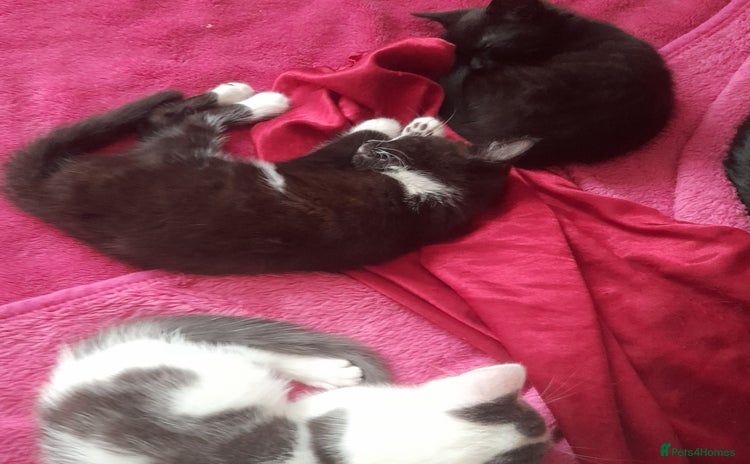 Mixed Breed cats - Advert 1