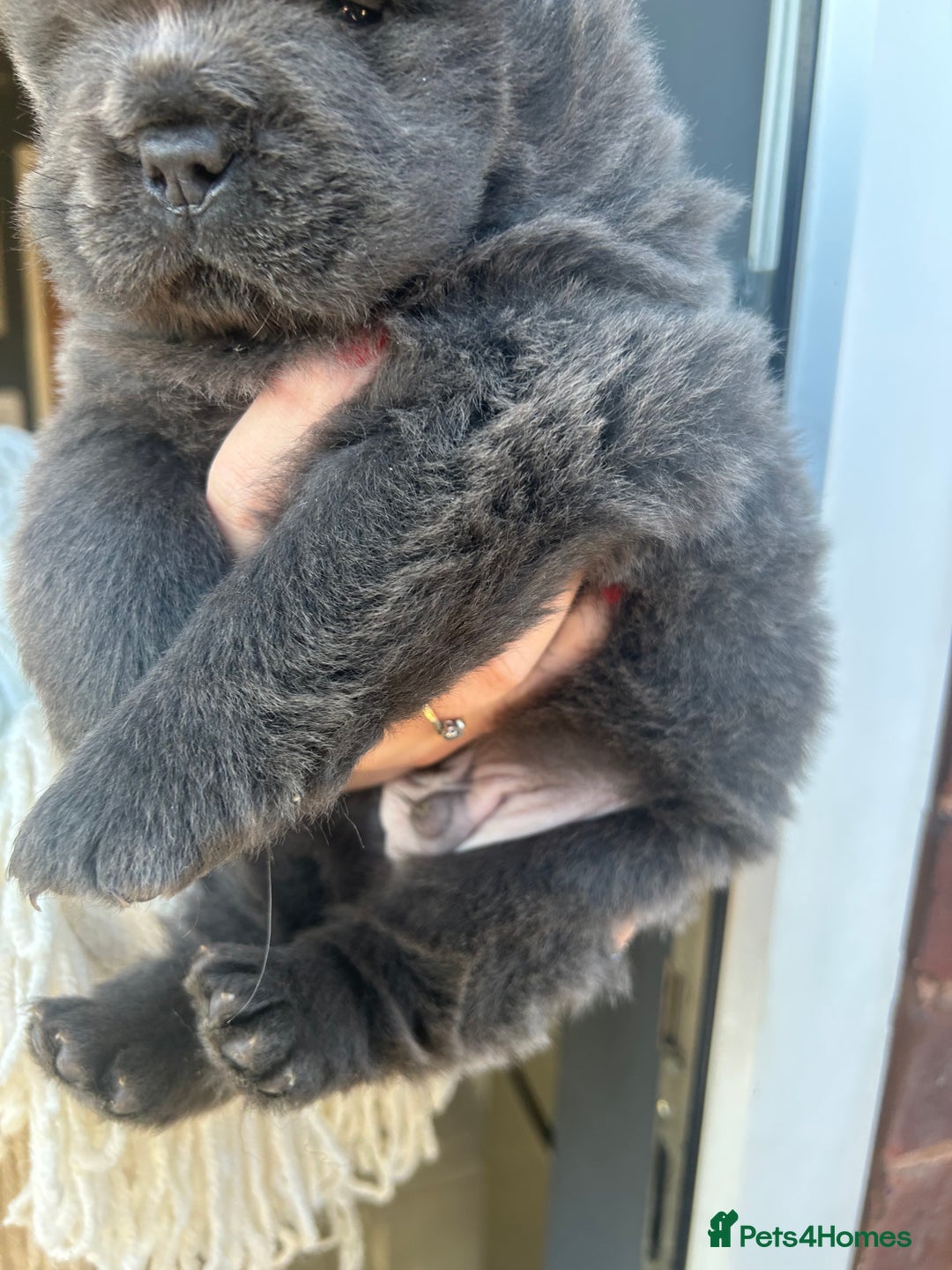 Chow Chow dogs for sale: Chow Chow puppy (top blood lines) - Advert 5