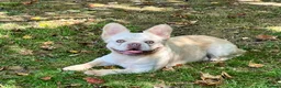 French Bulldog dogs for sale: BEAUTIFUL FLUFFY FRENCH BULLDOG PUPPIES - Advert 7