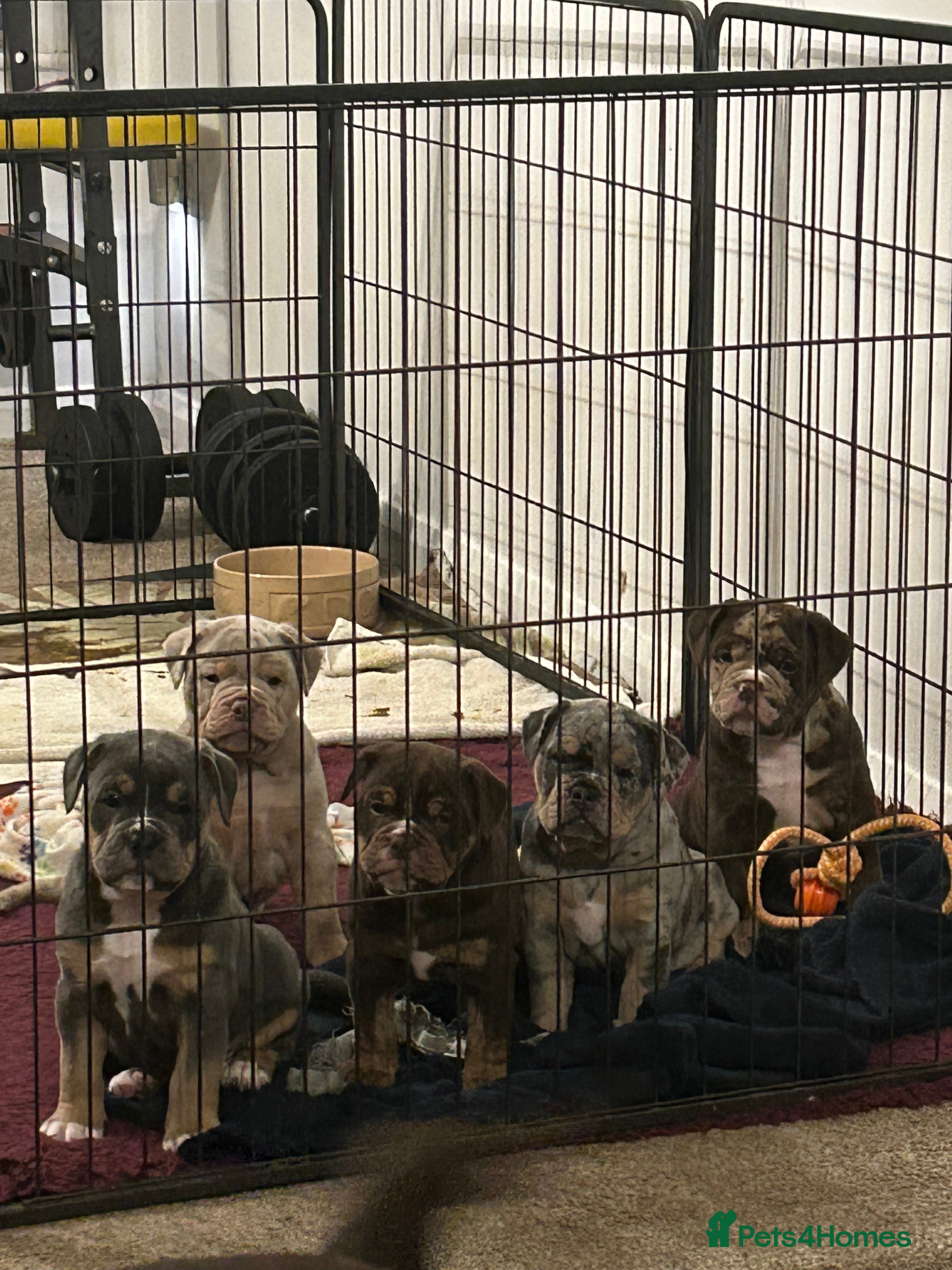 Olde English Bulldogge dogs 🔥Olde English bulldog puppies 🔥 - Advert 3