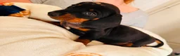 Miniature Dachshund dogs for sale: Miniature Dachshund puppies 🐶  - Advert 4