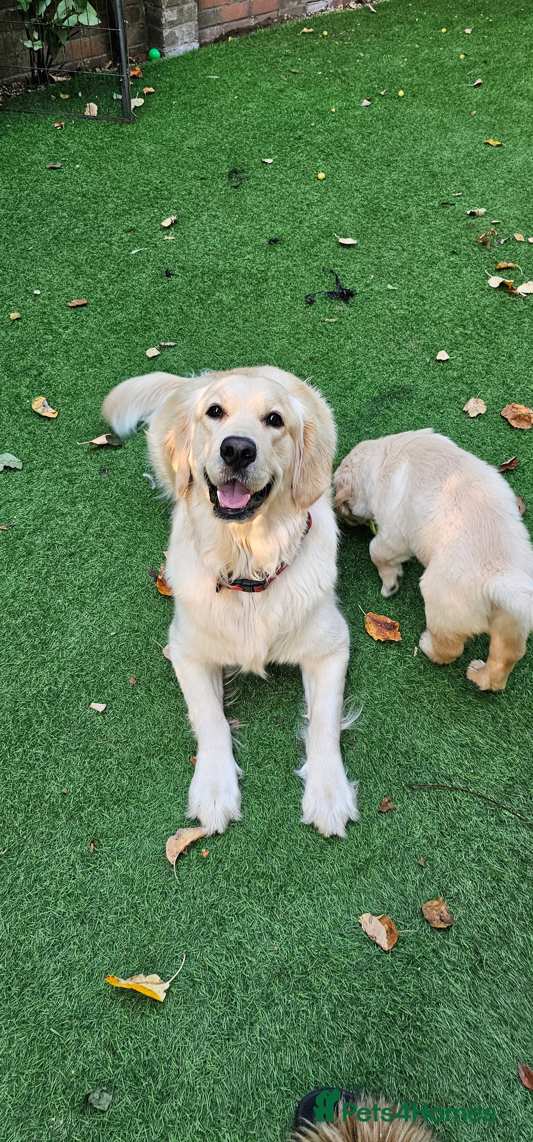 Golden Retriever dogs for sale: 5* Golden retriver puppies - Advert 7