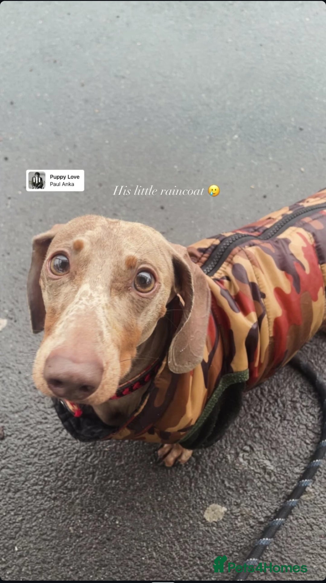 Miniature Dachshund dogs Max isabelle dachshund for stud - Advert 1