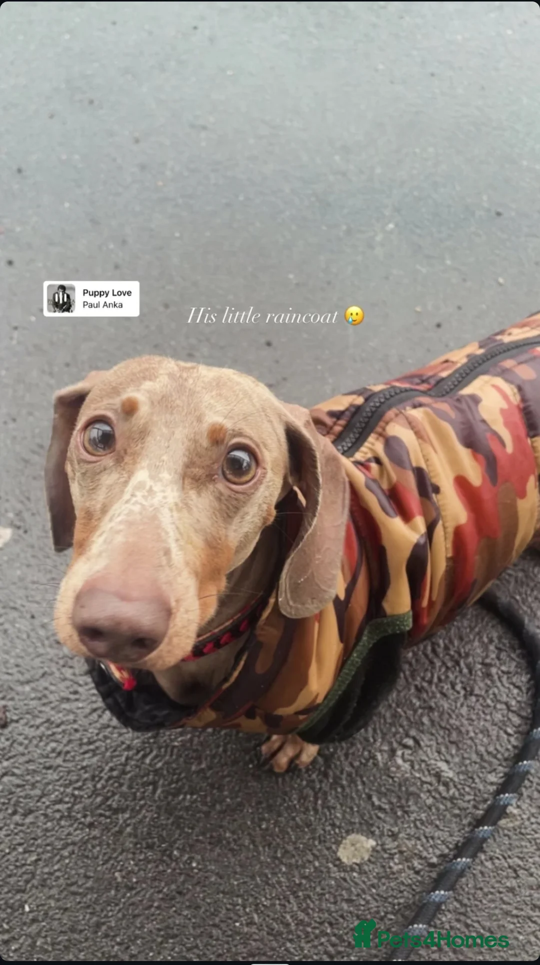 Miniature Dachshund dogs for stud: Max isabelle dachshund for stud - Advert 1