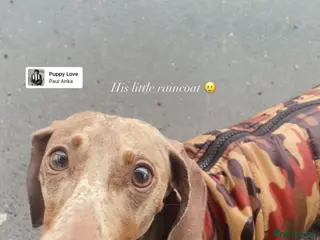 Miniature Dachshund dogs Max isabelle dachshund for stud - Advert 1