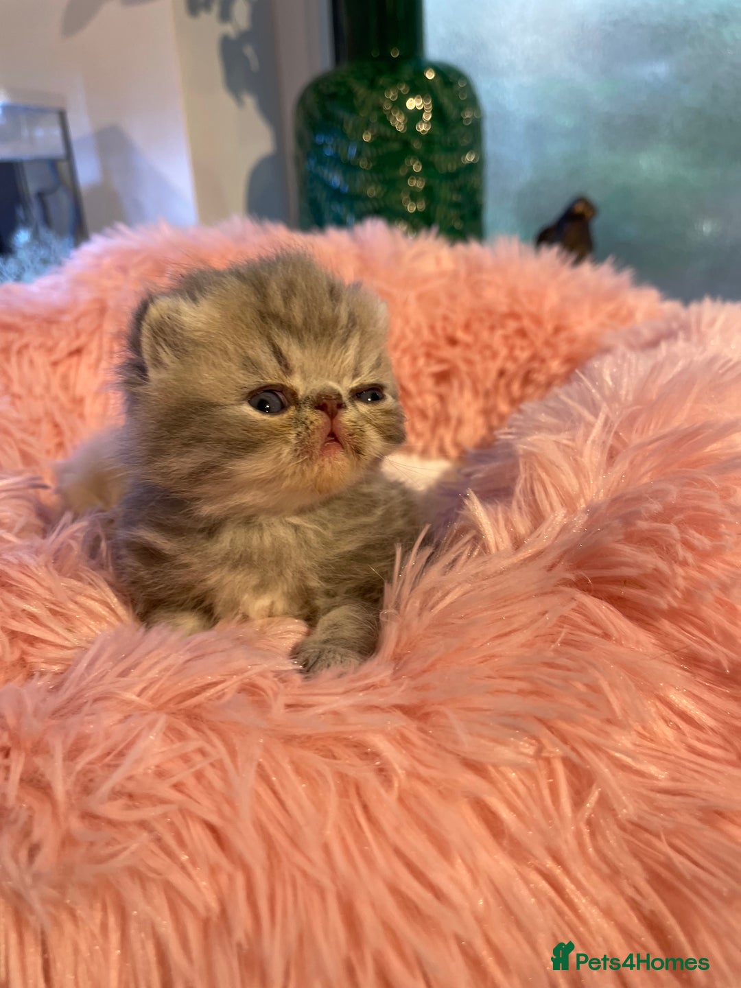 Exotic cats for sale: ❤️Stunning Exotic Shorthair & Longhair Kittens❤️  - Image 32