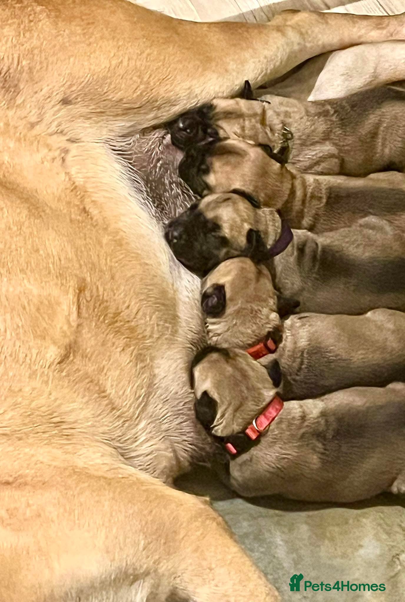 Bullmastiff dogs KC Litter of Bullmastiff’s  - Advert 1