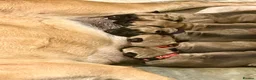 Bullmastiff dogs for sale: KC Litter of Bullmastiff’s  - Advert 1
