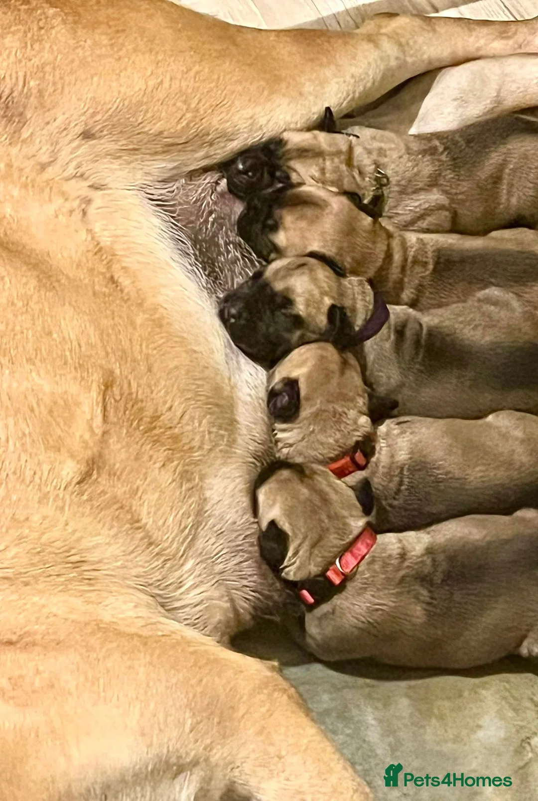 Bullmastiff dogs for sale: KC Litter of Bullmastiff’s  - Advert 1