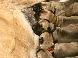 Bullmastiff dogs KC Litter of Bullmastiff’s - Advert 2