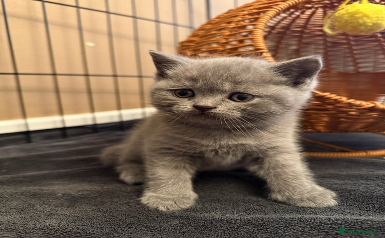 Scottish Fold cats - Advert 15