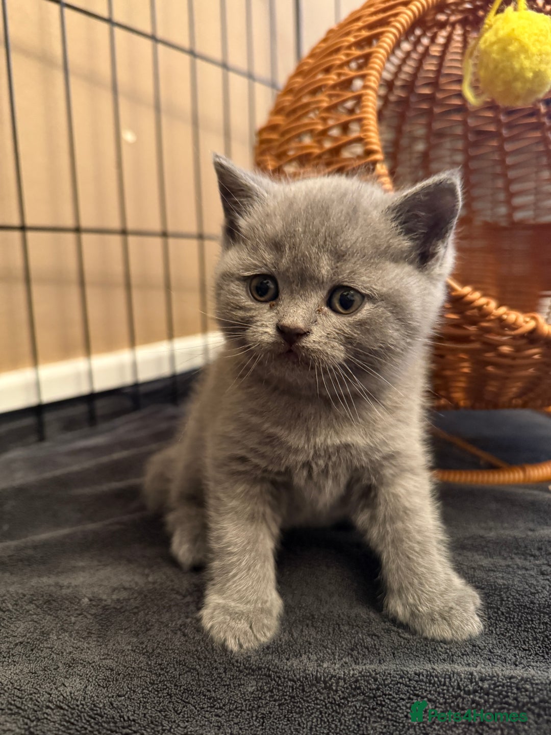 Scottish Fold cats for sale: Scottish Fold Kitten Looking for Home - Image 1
