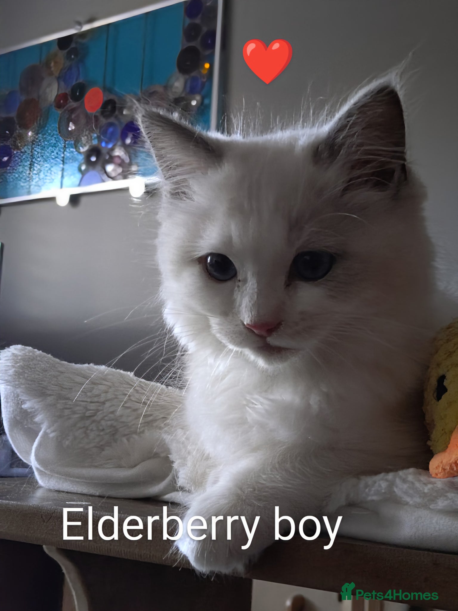 Ragdoll cats GCCF registered pedigree ragdoll kittens for sale  - Advert 11