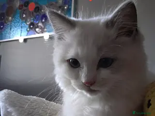Ragdoll cats GCCF registered pedigree ragdoll kittens for sale - Advert 11