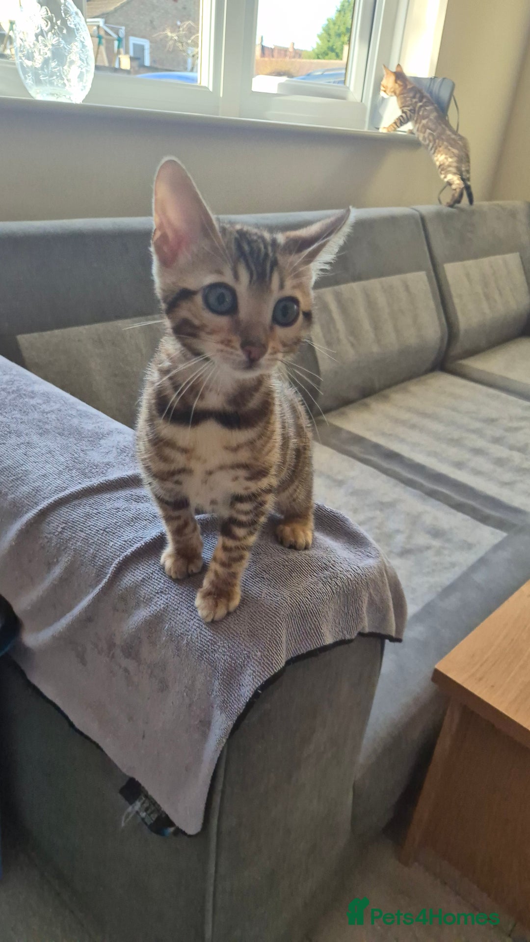 Bengal cats for sale: Beautiful bengal kittens... - Advert 12