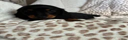 Miniature Dachshund dogs for sale: BLACK AND TAN MINIATURE DOXIES  in Wallsend - Advert 7