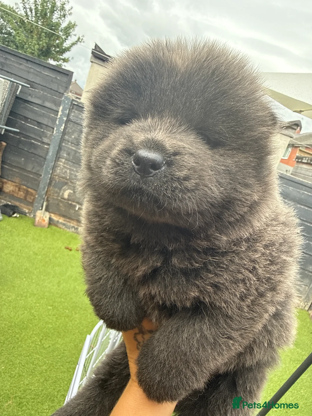 Chow Chow dogs for sale: Chow chows - Advert 2