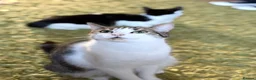 British Longhair cats for sale: 2 fluffy female kittens - Advert 2