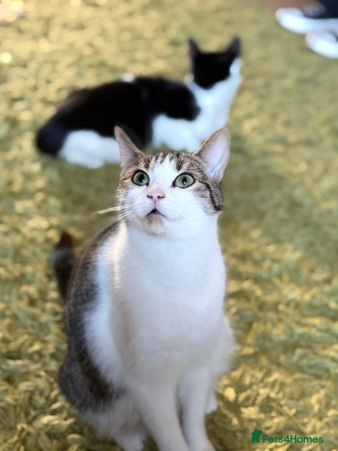 British Longhair cats for sale: 2 fluffy female kittens - Advert 2