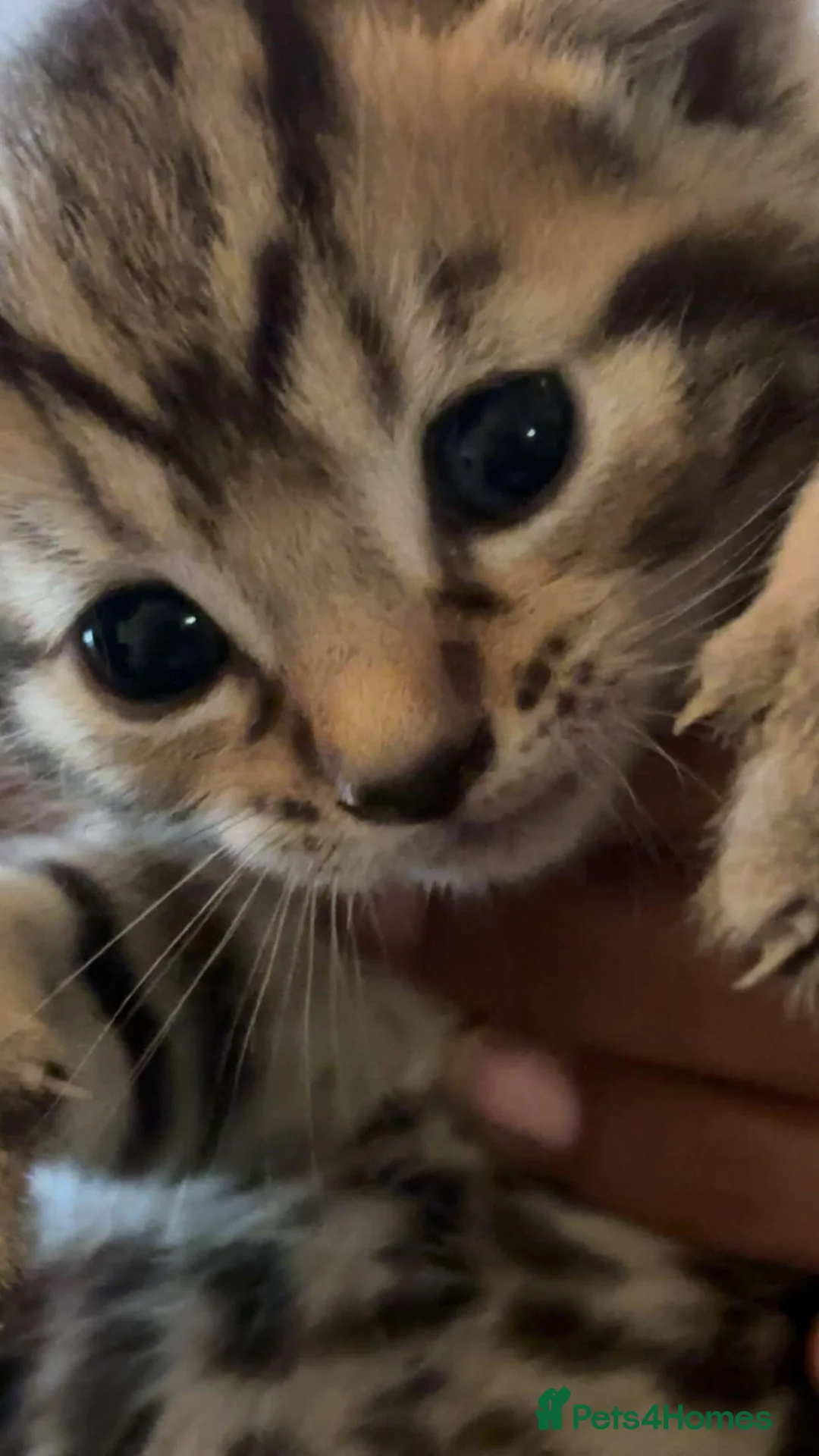 Mixed Breed cats for sale: 🐾 Adorable Kittens Looking for Their Homes! 🐾 in Croydon - Advert 2