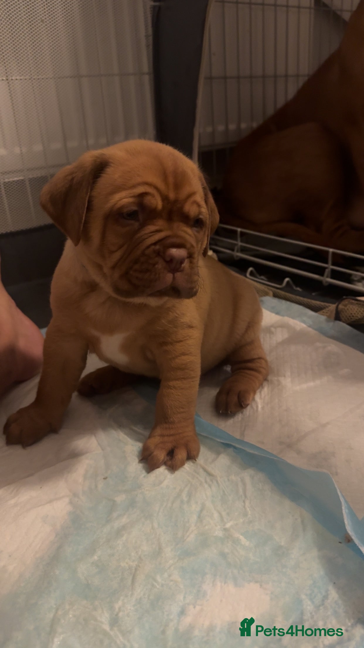 Dogue De Bordeaux dogs (REDUCED) kc registered champ blood ddb puppies  - Advert 2