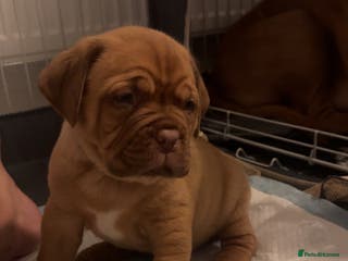 Dogue De Bordeaux dogs (REDUCED AGAIN) LEAVE NOW‼️ Kc registered puppies - Advert 14