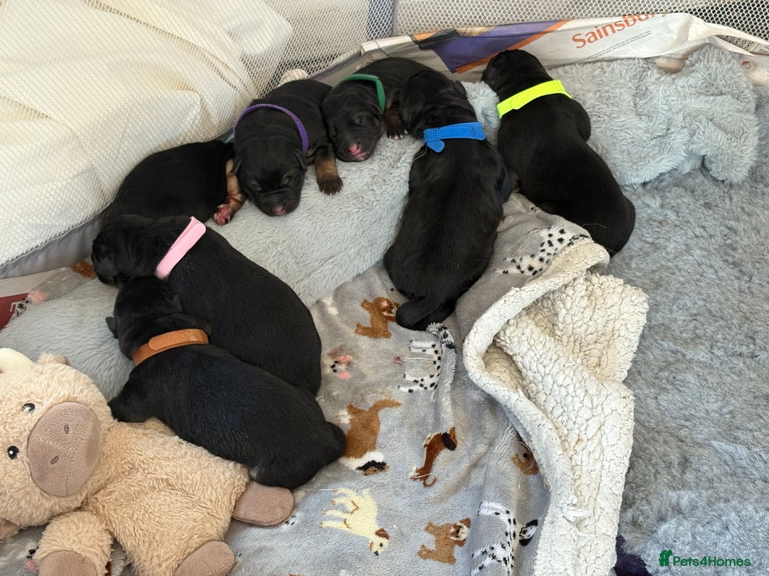 German Shepherd dogs for sale: 7 beautiful German Shepherd puppies  - Image 1