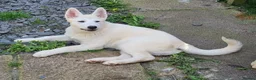 Huskita dogs for sale: Female huskita - Advert 4