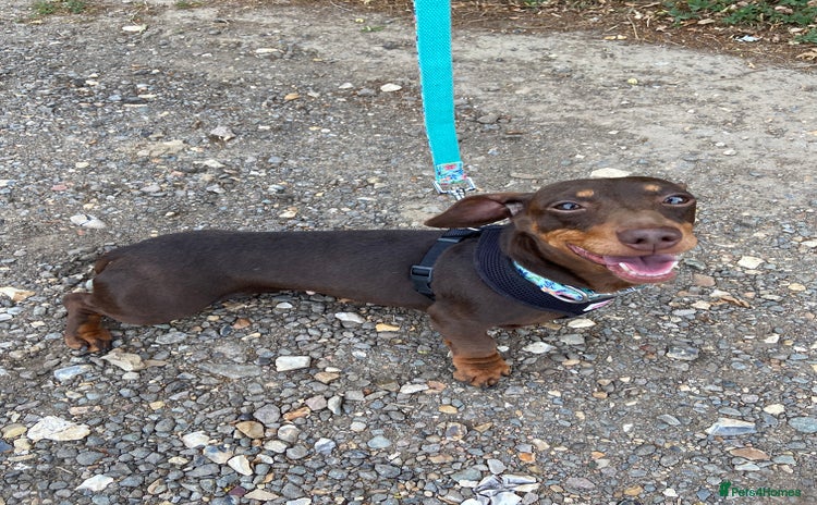 Miniature Dachshund dogs - Advert 1