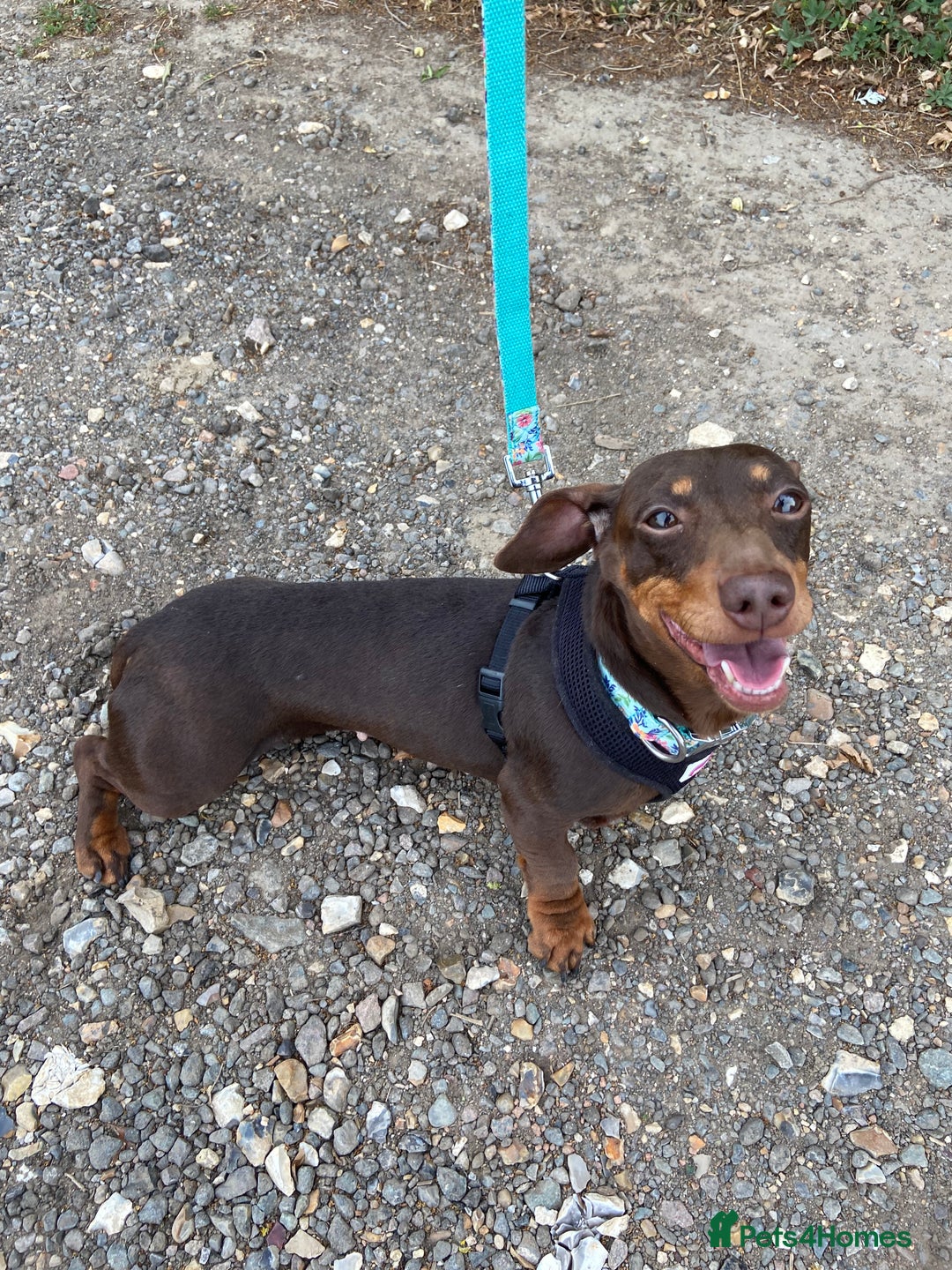 Miniature Dachshund dogs for sale: Miniature Dachshund Smooth Hair Girl - Image 1