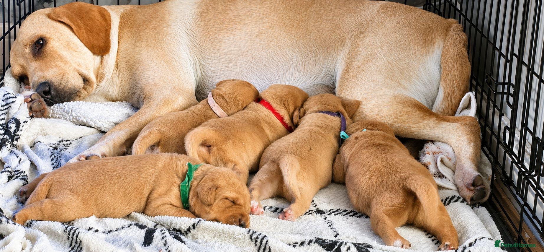 Labrador Retriever dogs Labrador Retriever  - Advert 2