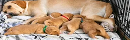 Labrador Retriever dogs for sale: Labrador Retriever  - Advert 1