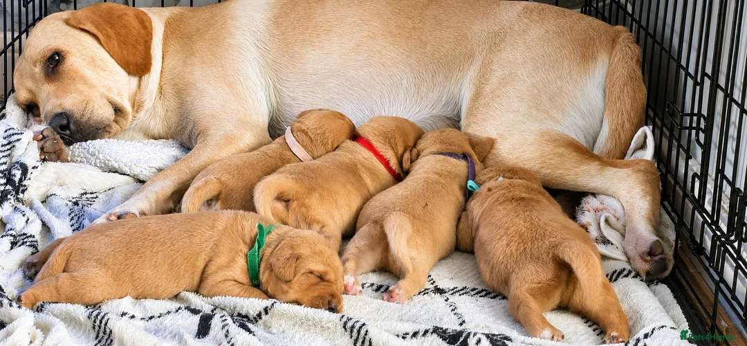 Labrador Retriever dogs for sale: Labrador Retriever  - Advert 1