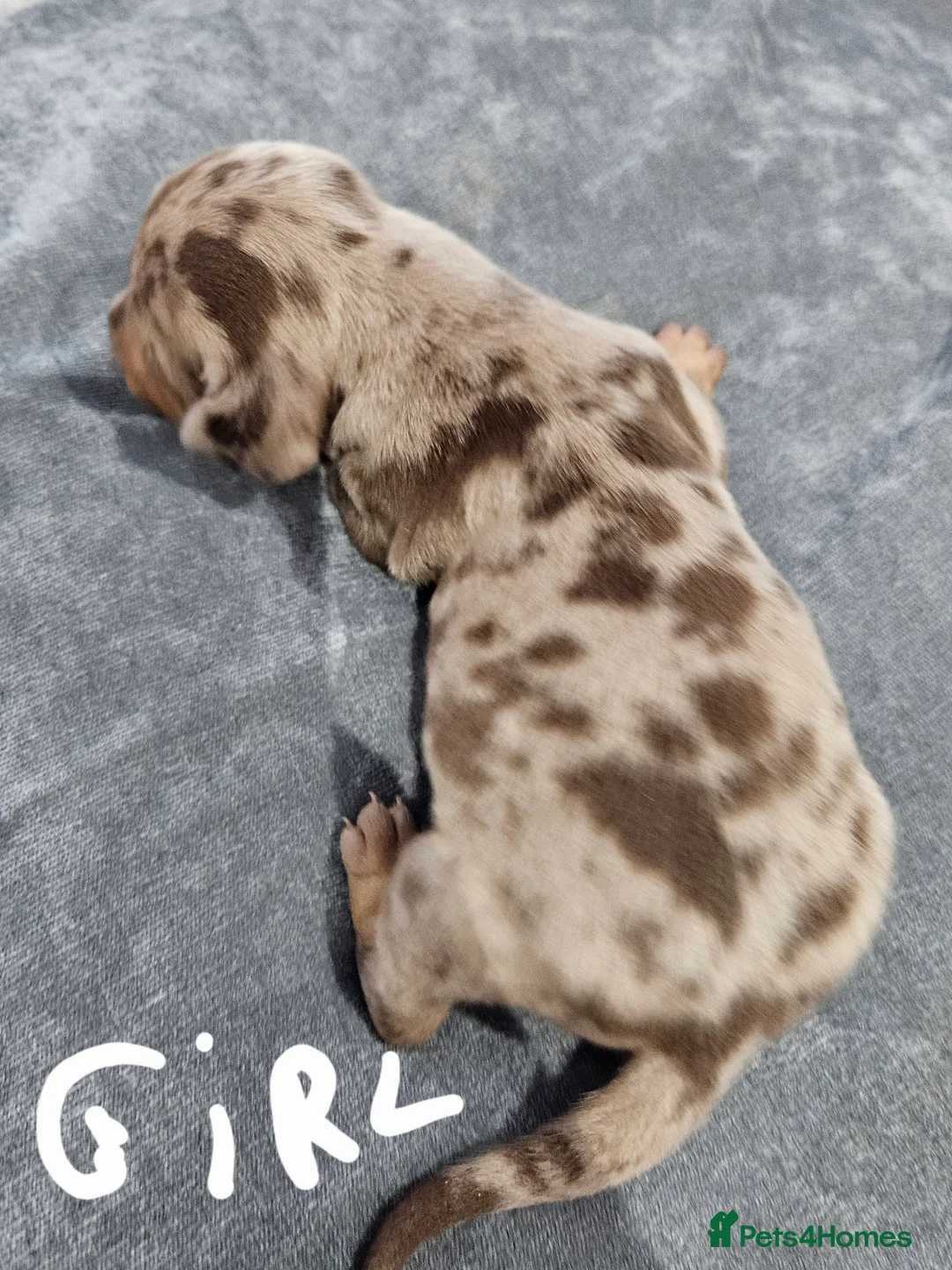 Dachshund dogs for sale: Dachshunds7puppies,only one brown girl left - Advert 25