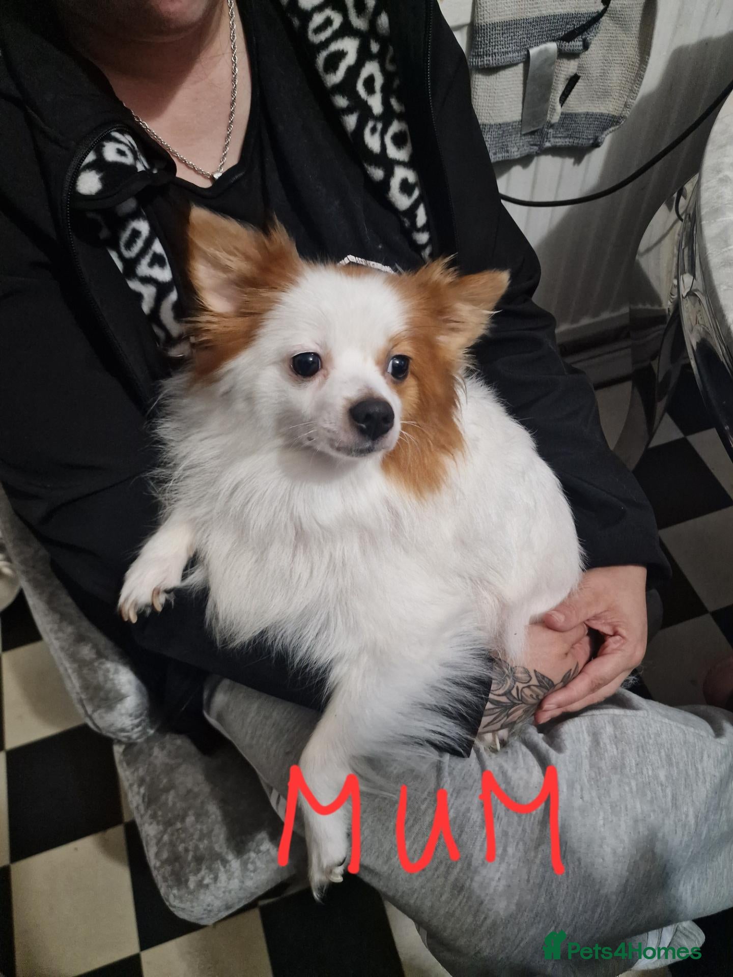 Pomeranian dogs Pomeranian Purebred(small breed) - Advert 9