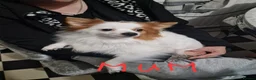 Pomeranian dogs for sale: Pomeranian Purebred(small breed) - Advert 2