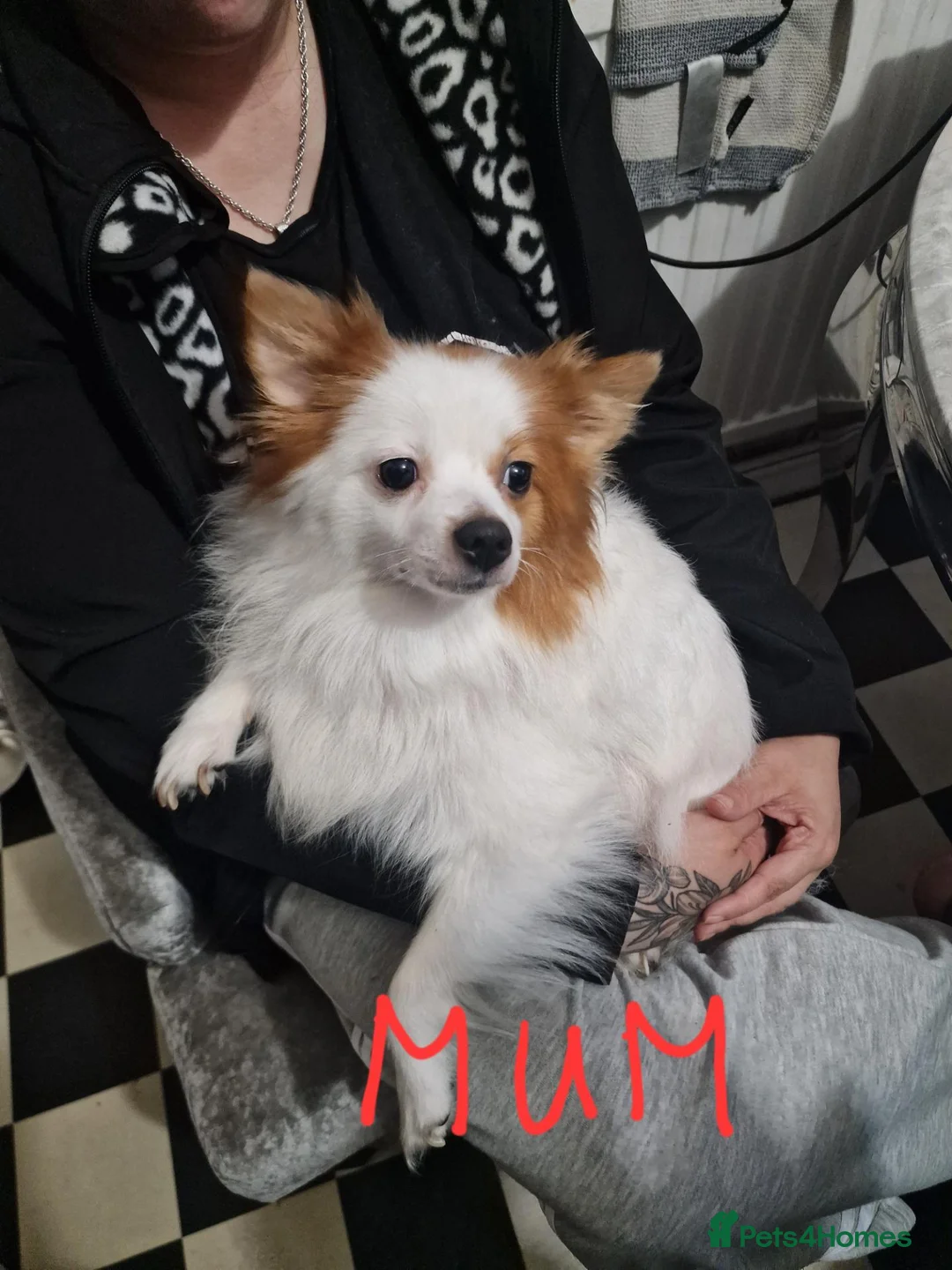 Pomeranian dogs for sale: Pomeranian Purebred(small breed) - Advert 2