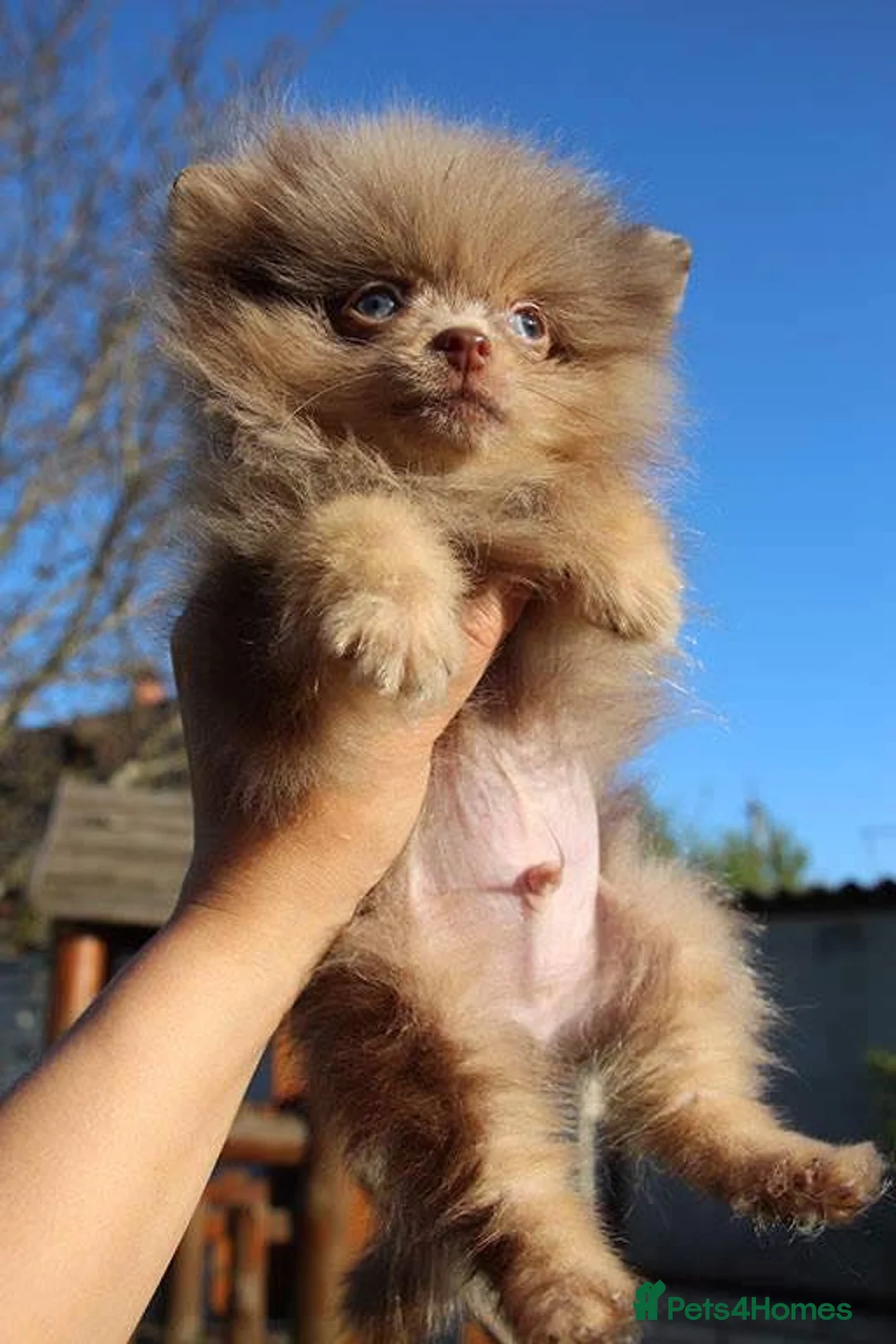 Pomeranian dogs for stud: STUD Chocolate and Tan Merle Blue Eyes Puppy Size in Guildford - Advert 14