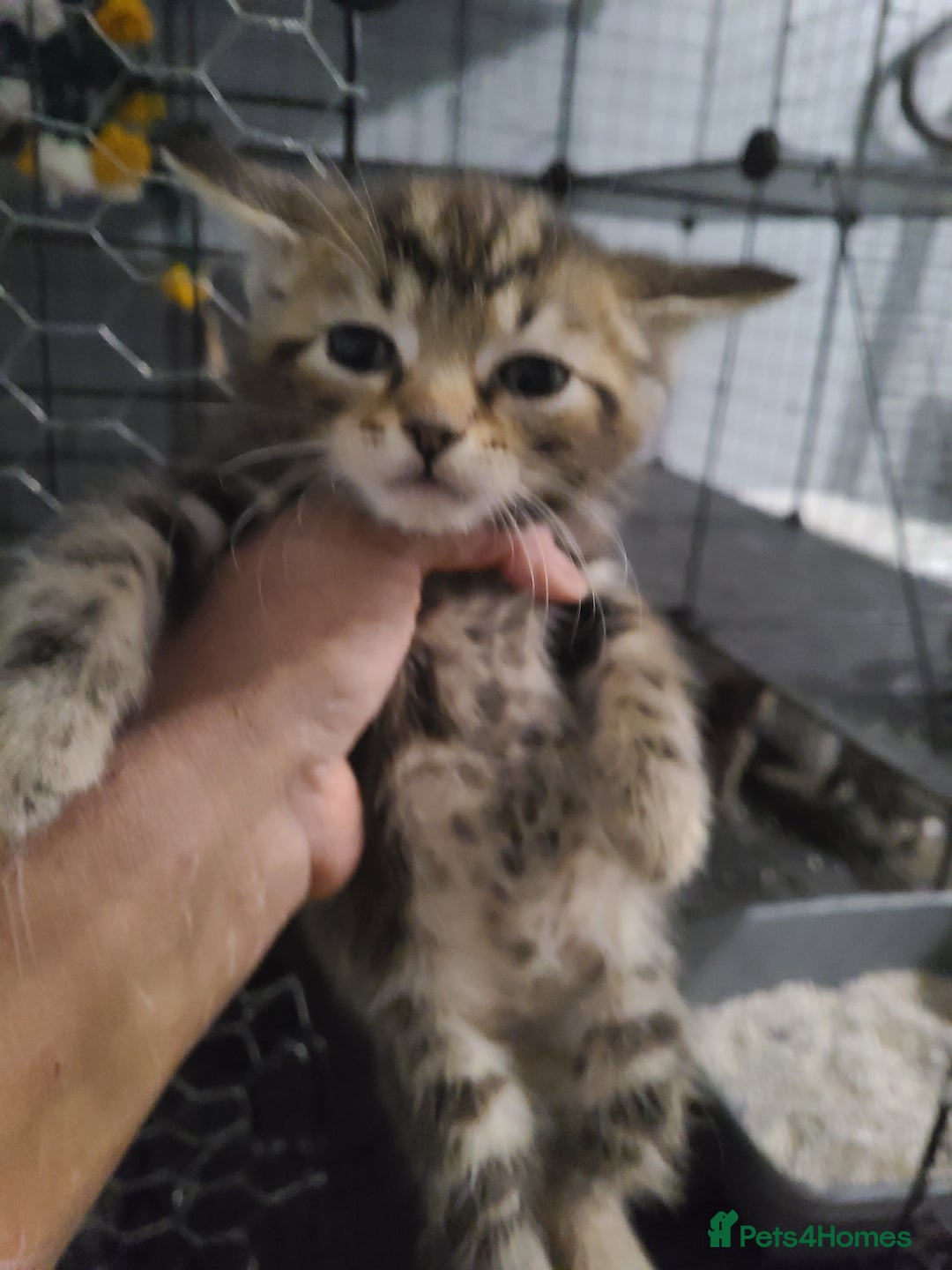 Ragdoll cats for sale: Kittens for sale - Image 5